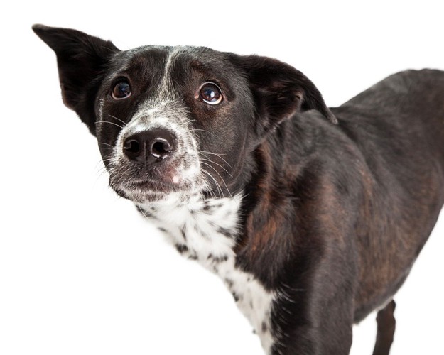 怯えている様子の犬