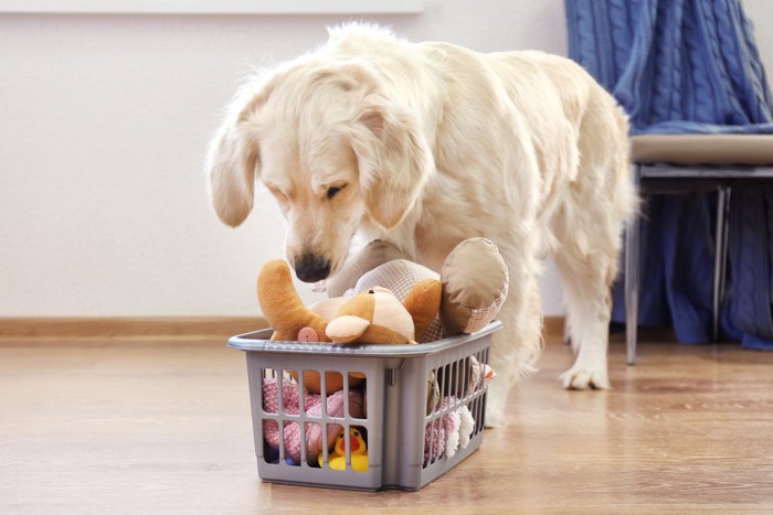 おもちゃを選ぶ犬