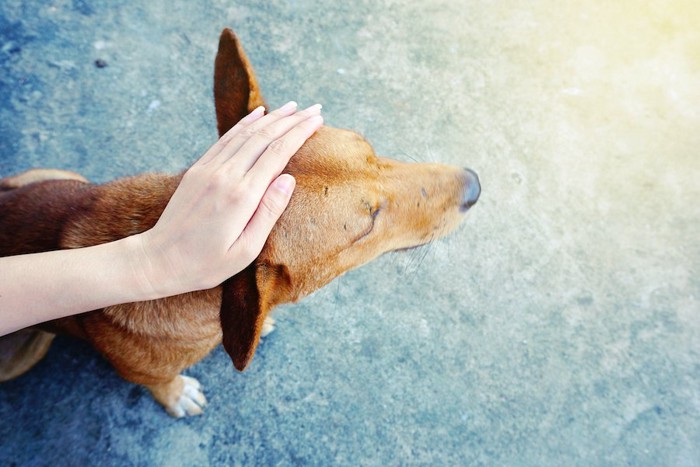 上から犬の頭を撫でる人の手