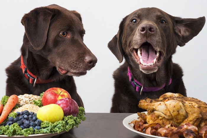 野菜と肉を前にした2頭の犬