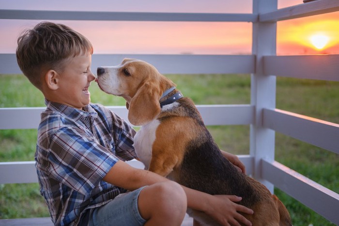 少年の鼻を舐める犬