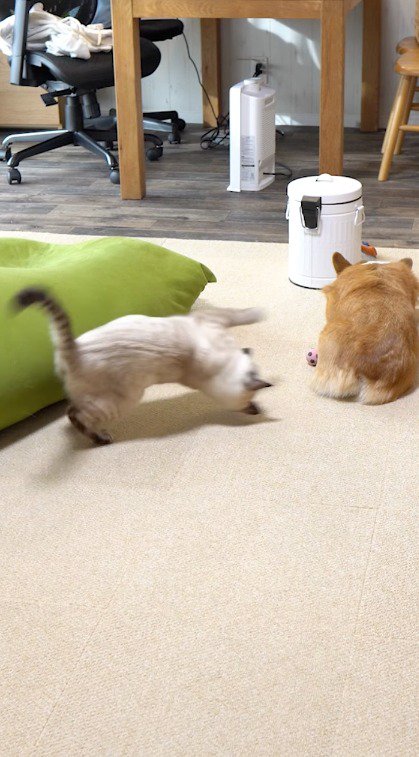 犬のお尻をめがけて飛びつく猫