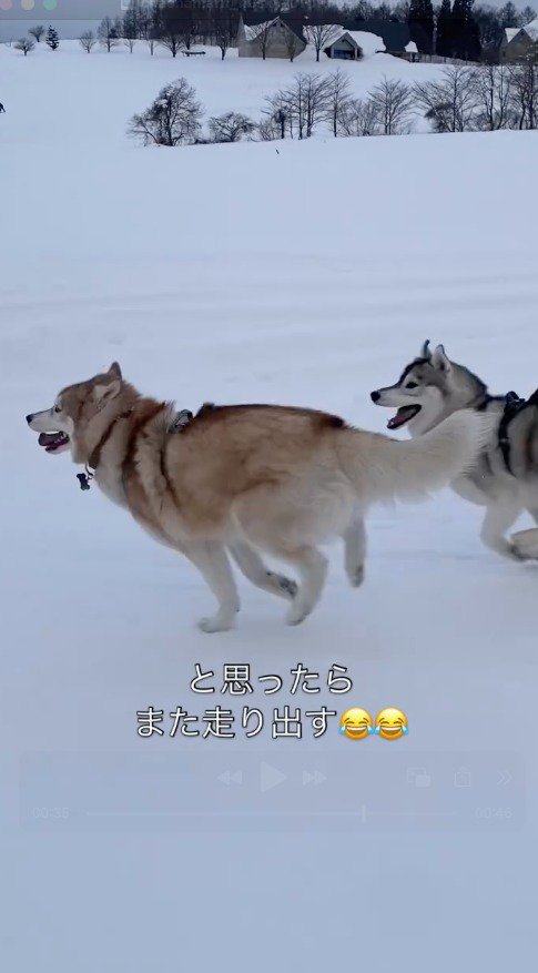 雪の中を走り回る2匹の犬