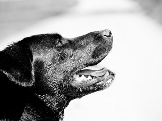 黒い垂れ耳の犬の横顔