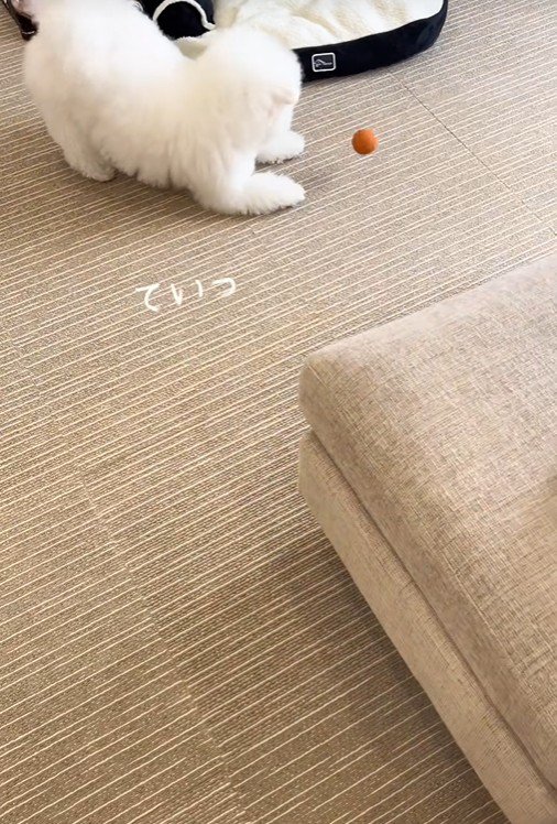 楽しそうに遊んでいます♪