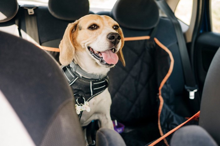 サングラスを掛けて窓から顔を出す犬