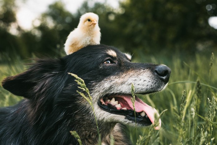 ひよこを頭に乗せている犬