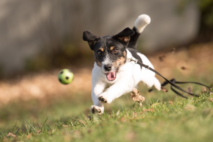 ボールを追いかけるリードを着けた犬