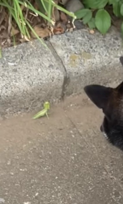 カマキリをみつけたすみすみちゃん