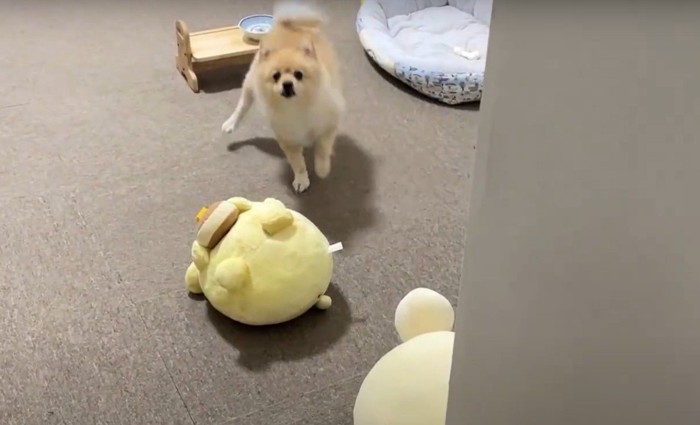 ステップを踏む犬