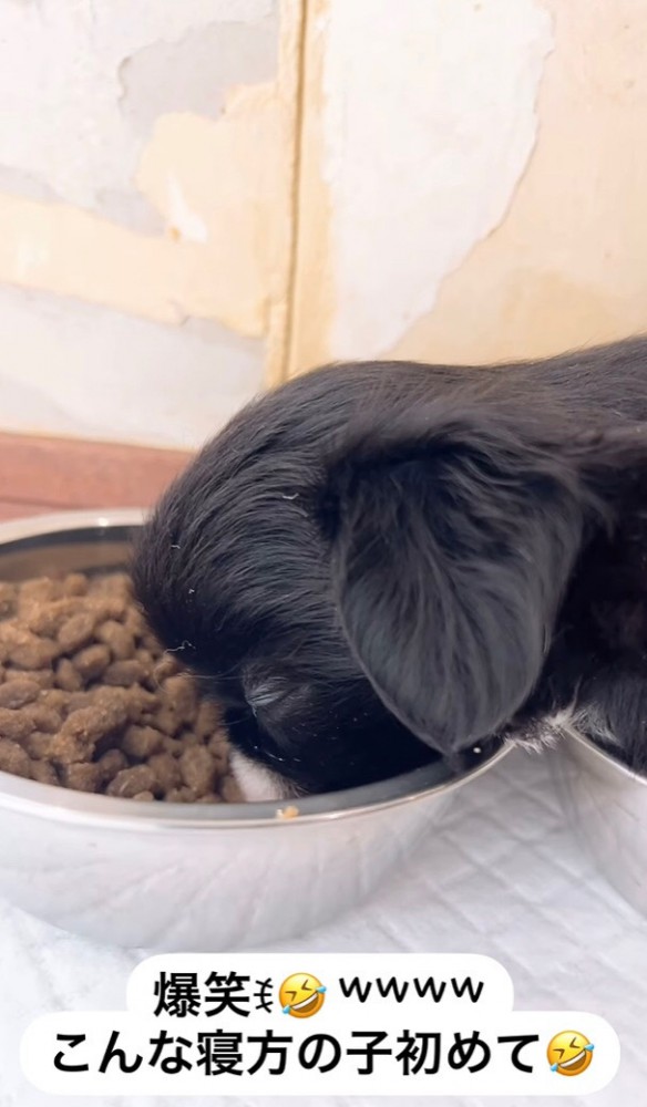 爆睡する子犬の横顔