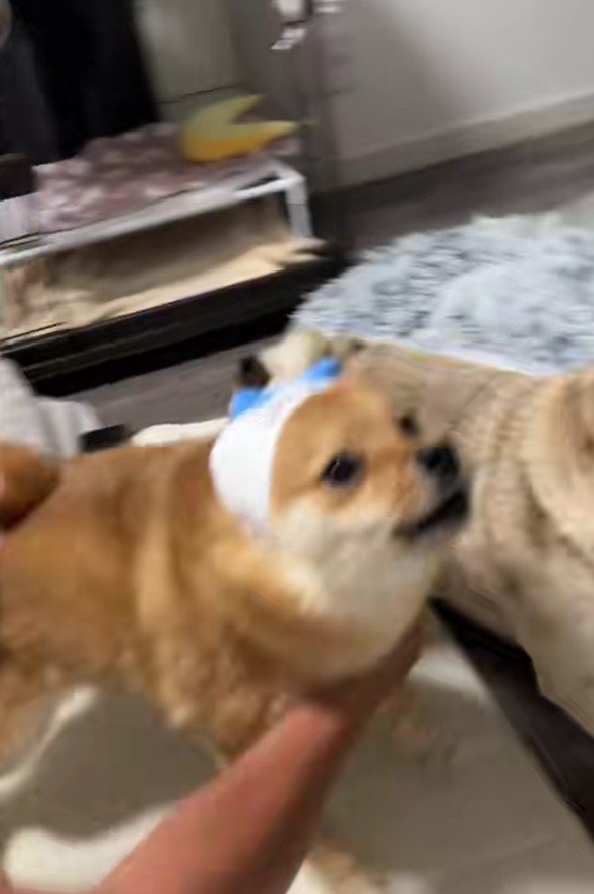 ワンワンワン！！