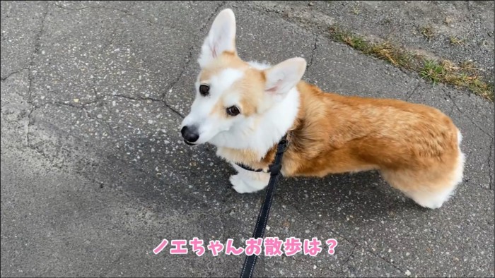 ママを見上げる犬