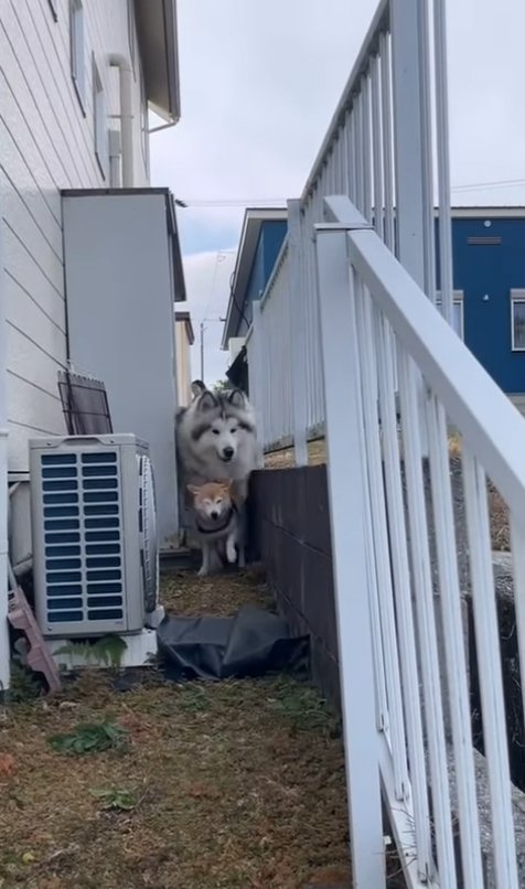 駆け寄ってくる犬たち