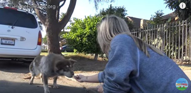 食べ物を受け取る犬