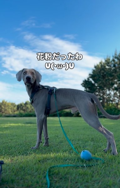 芝生の上に立つワイマラナー