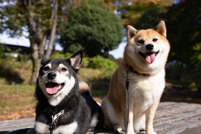 二匹の柴犬