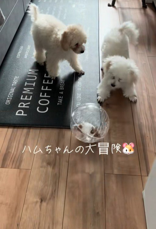 冒険中のハムスターとワンコたち9