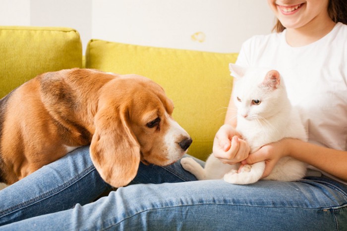 女の子のひざでくつろぐ猫と犬