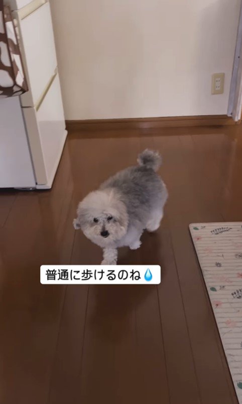 足が痛いと訴えるココちゃん9