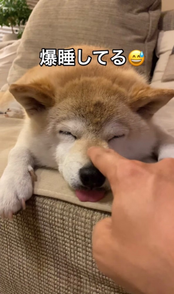 鼻筋を触られる柴犬