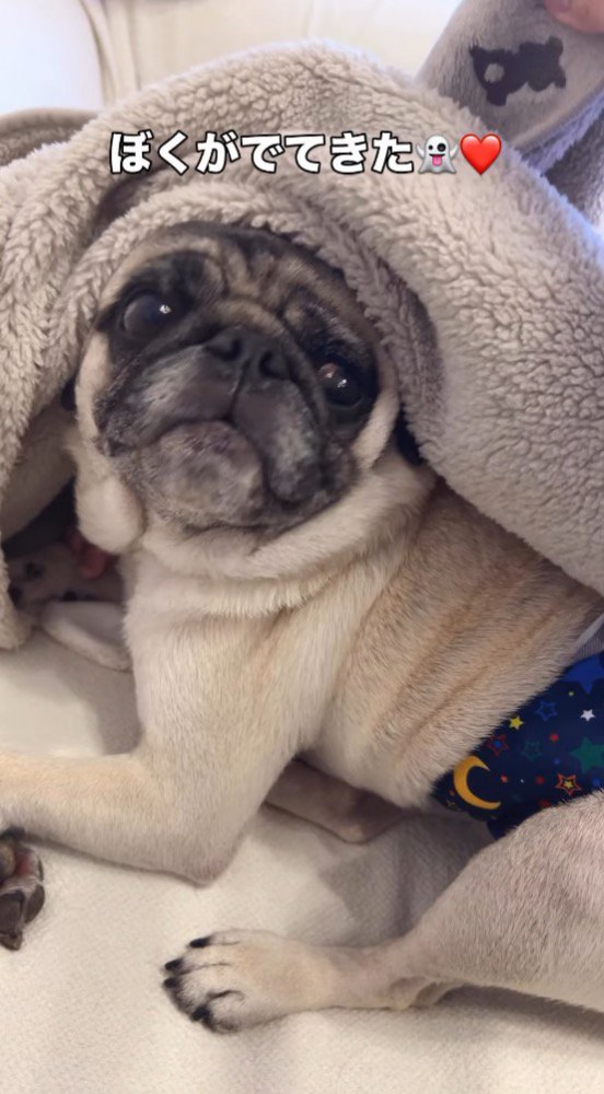 ブランケットの中から顔を出して飼い主を見つめる犬