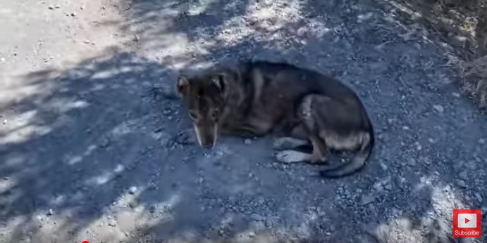 木陰に横たわる犬