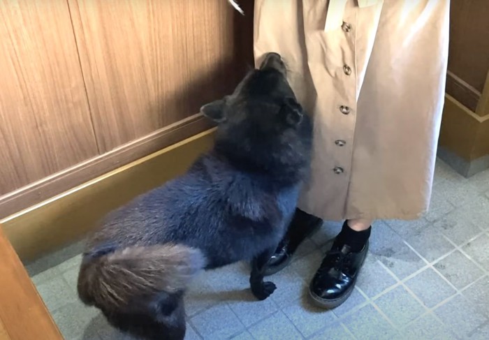 ニオイを嗅ぐ犬