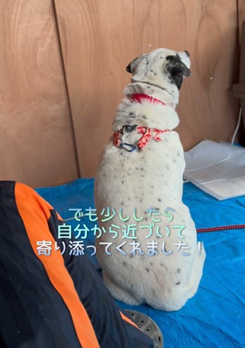 近づいてくる犬