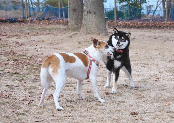 尻尾を下げた犬、じゃれる黒柴