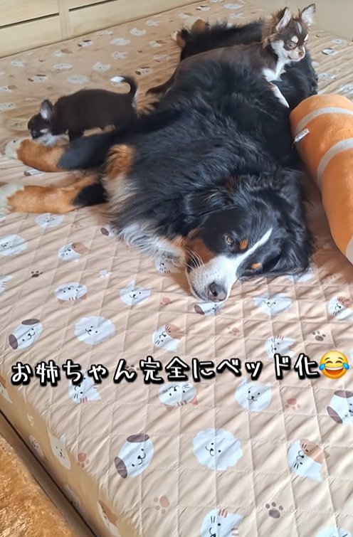 大型犬と小型犬二匹