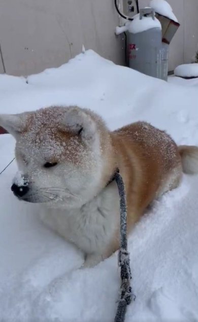 秋田犬