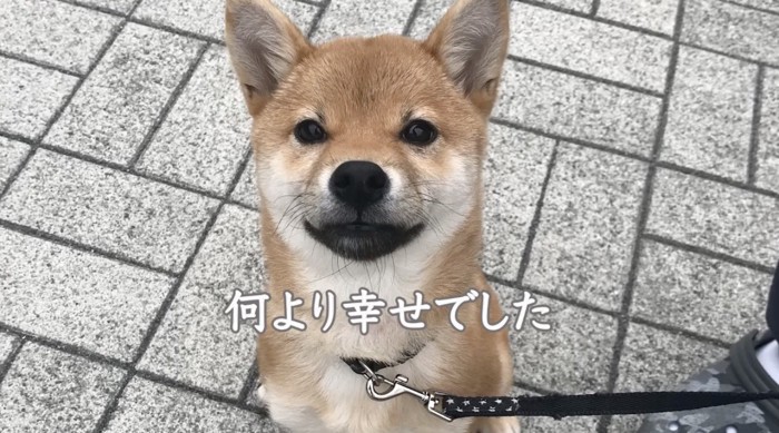 お座りをしてカメラを見上げる犬