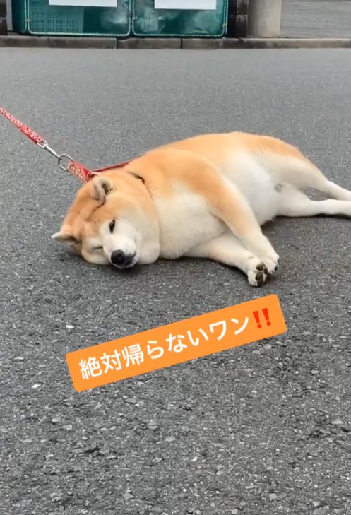 友達と別れるのを拒否する柴犬