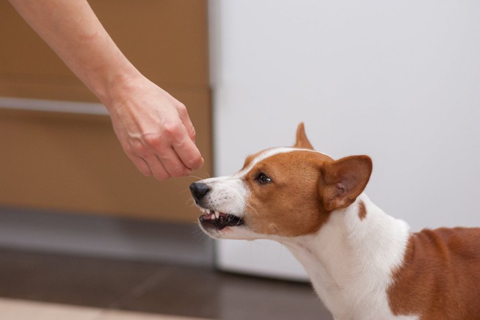 手に向かって唸る犬