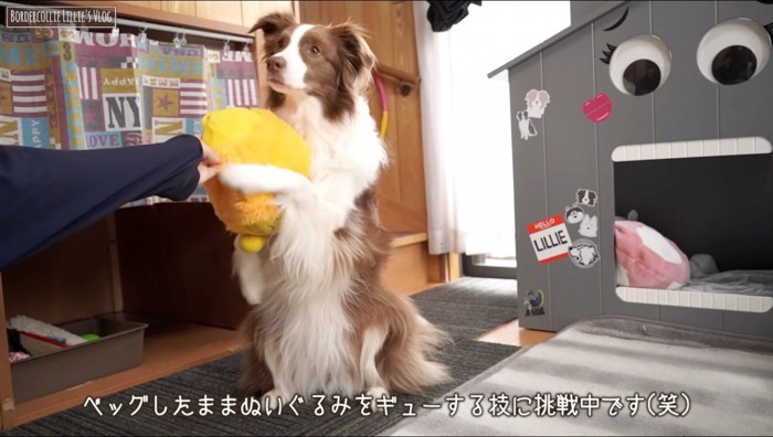 ぬいぐるみを抱きしめる犬