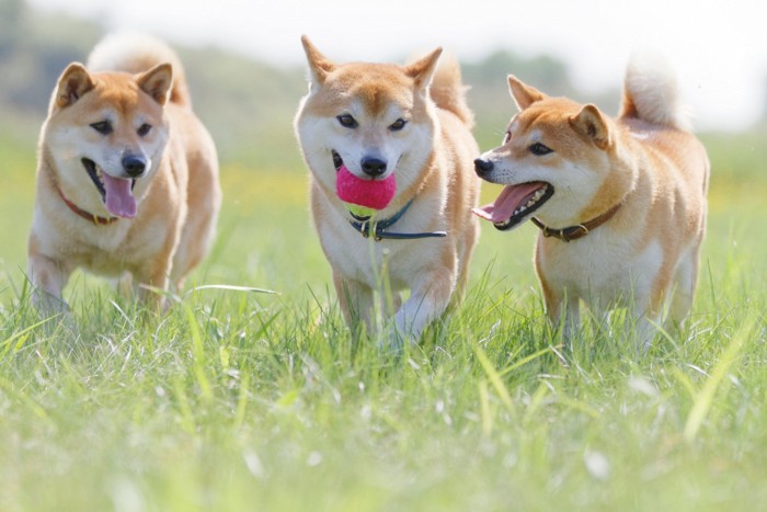 野原で遊ぶ柴犬たち