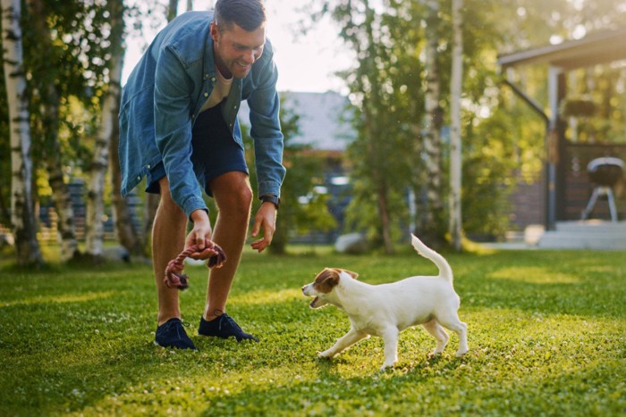 男性と遊ぶスムースフォックステリア子犬