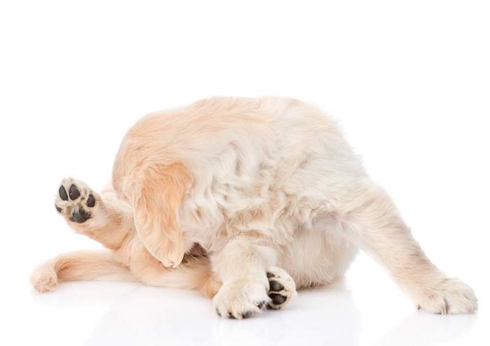 自分のお腹を舐めている子犬