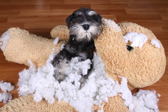 綿の飛び出した大きな縫いぐるみと犬