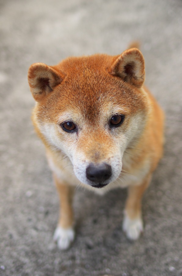 こちらを見つめる犬