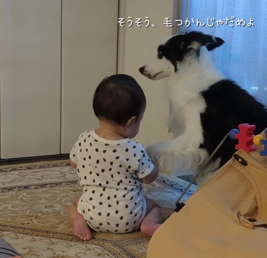 犬の手を握る赤ちゃん