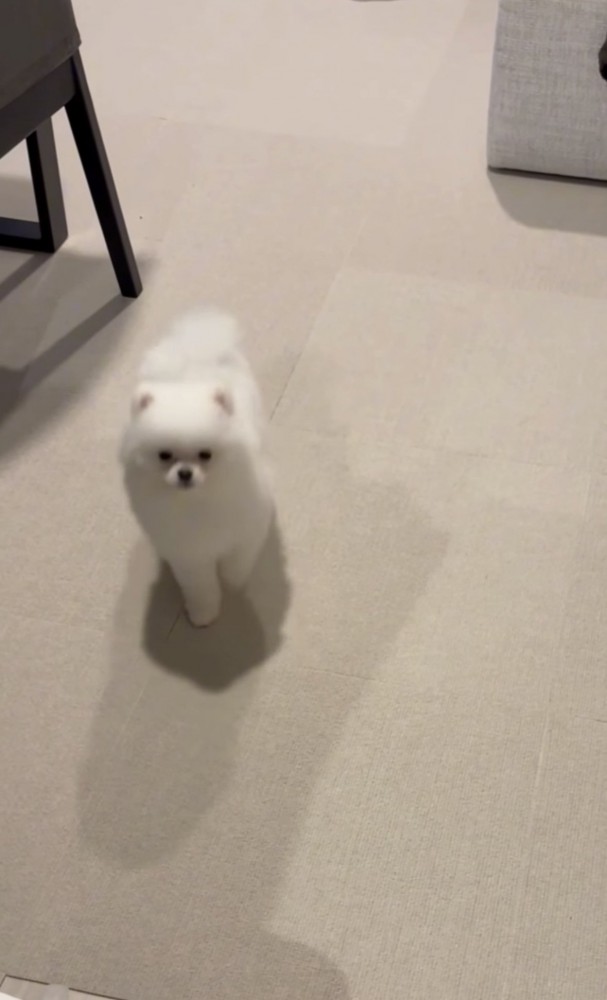 後退りしてしまう犬2