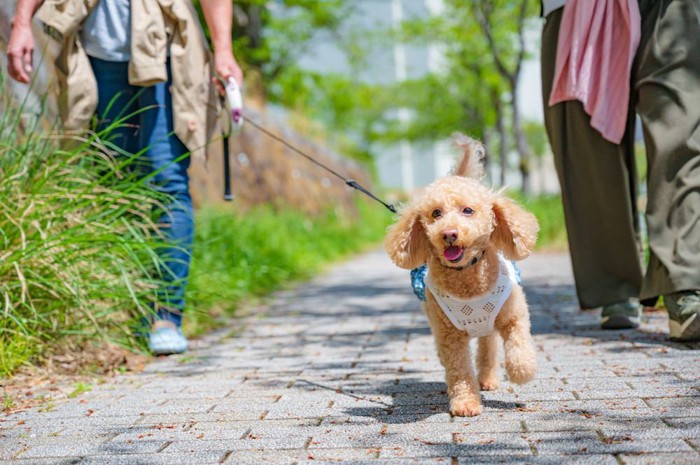 散歩中の犬