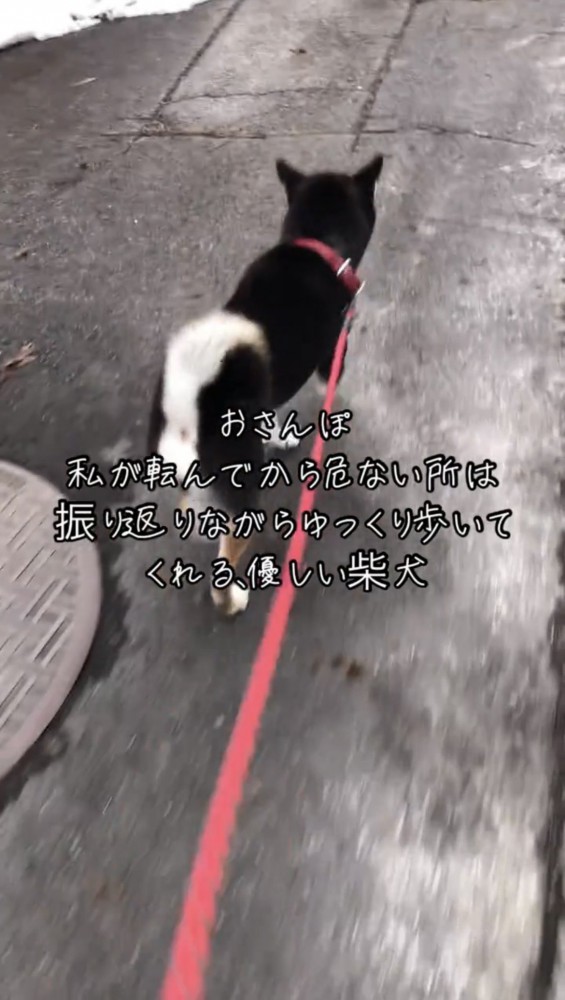 前を向いて歩き出す犬