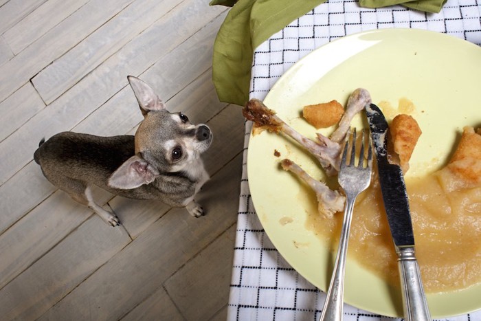 食卓を見上げるチワワ