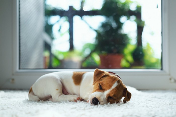 丸まって眠る子犬