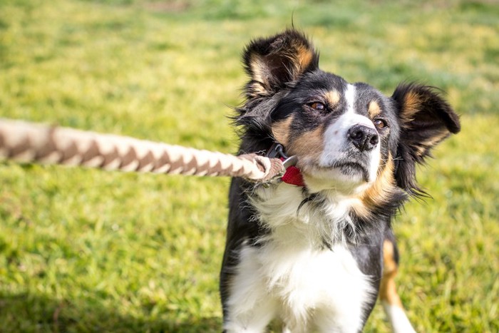 リードを引いて抵抗している犬