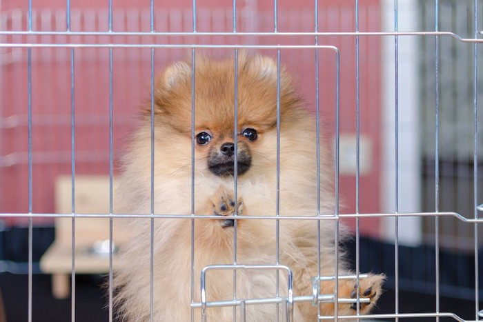 ケージから見ているポメラニアンの子犬