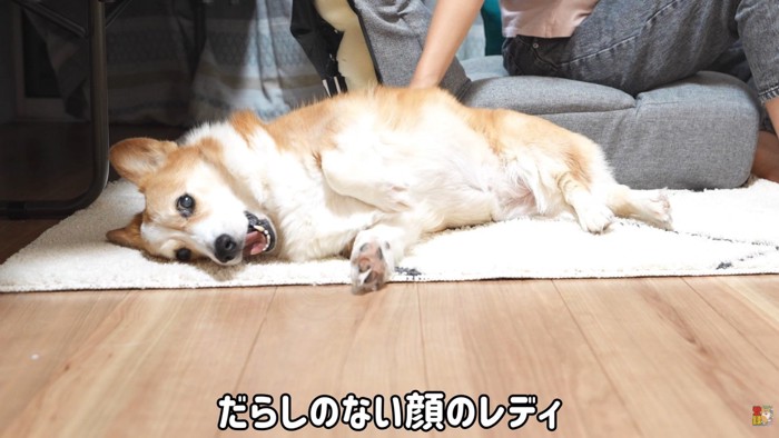 「もっと撫でろ!」とゴロ~ン